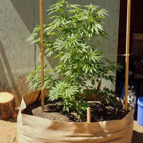 Types Of Containers For Growing Weed RQS Blog